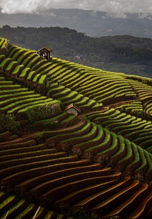 Rice Terraces 